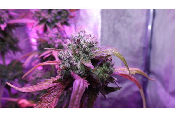 OG Kush (Zamnesia Seeds) feminizada