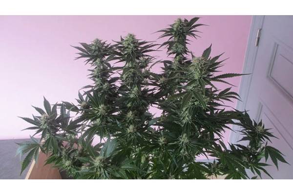 White Widow (Zamnesia Seeds) feminizada