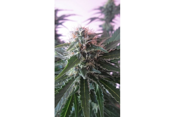 White Widow (Zamnesia Seeds) feminizada
