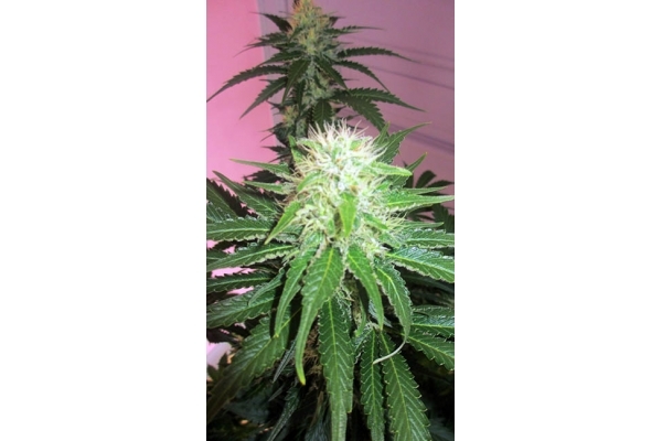 White Widow (Zamnesia Seeds) feminizada