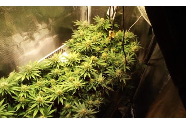 White Widow (Zamnesia Seeds) feminizada