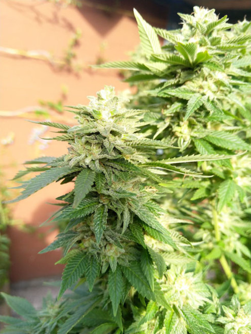 White Widow (Zamnesia Seeds) feminizada