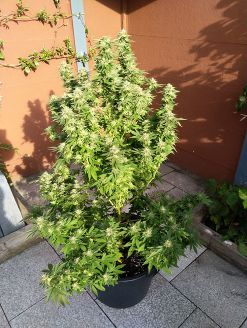 White Widow (Zamnesia Seeds) feminizada