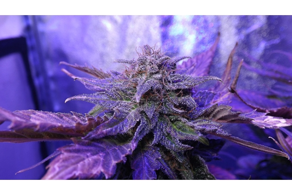 Cheese (Zamnesia Seeds) feminizada Cheese (Zamnesia Seeds) feminizada