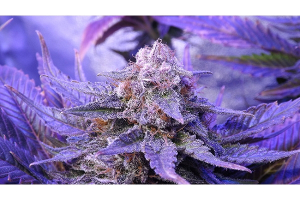 Cheese (Zamnesia Seeds) feminizada Cheese (Zamnesia Seeds) feminizada