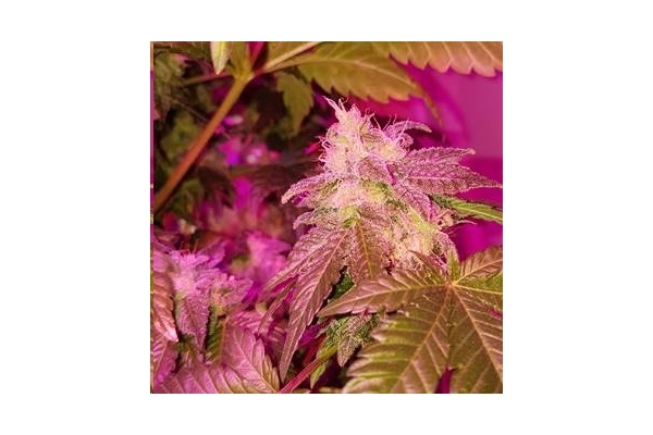 Monster Bud Kush (Zamnesia Seeds) feminizada