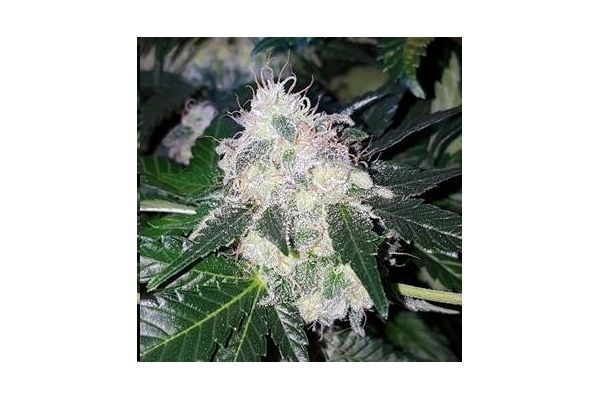 Monster Bud Kush (Zamnesia Seeds) feminizada