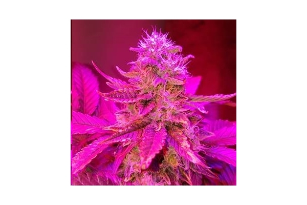 Monster Bud Kush (Zamnesia Seeds) feminizada