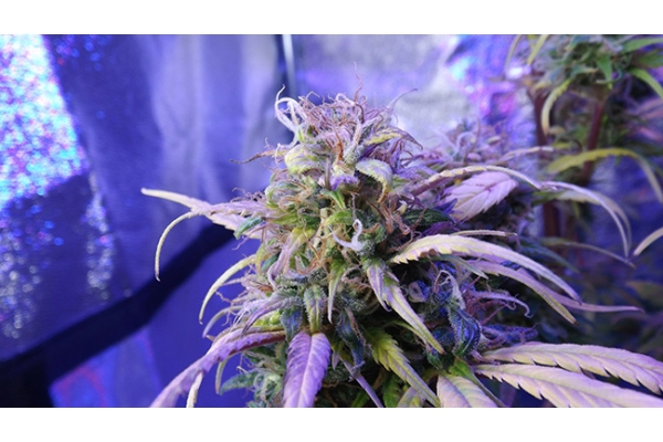 Monster Bud Kush (Zamnesia Seeds) feminizada