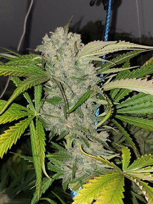 Monster Bud Kush (Zamnesia Seeds) feminizada