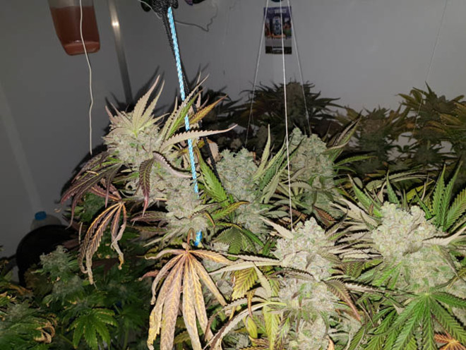 Monster Bud Kush (Zamnesia Seeds) feminizada