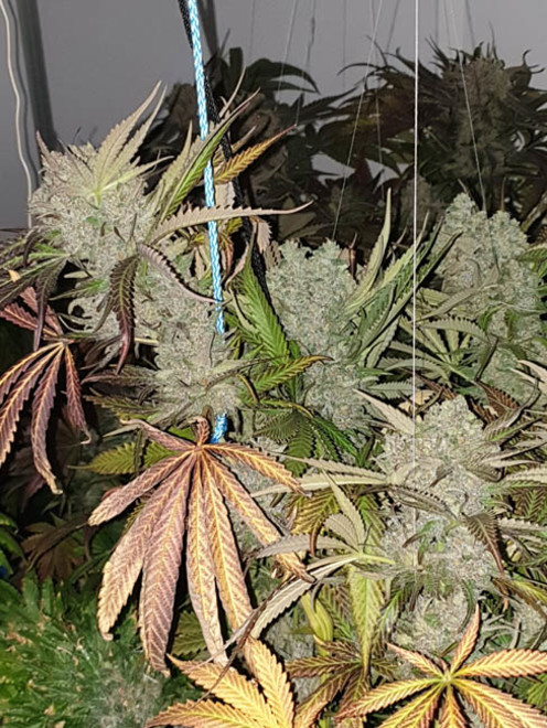 Monster Bud Kush (Zamnesia Seeds) feminizada