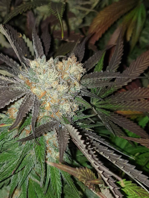 Monster Bud Kush (Zamnesia Seeds) feminizada