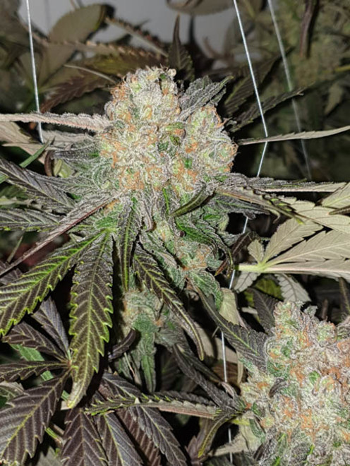 Monster Bud Kush (Zamnesia Seeds) feminizada