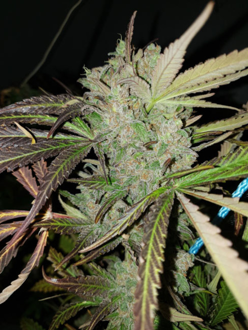 Monster Bud Kush (Zamnesia Seeds) feminizada