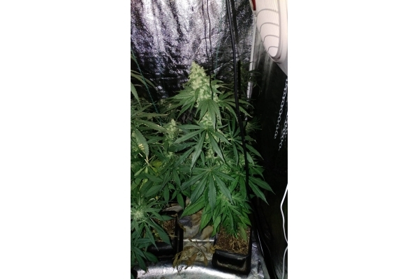 Sour Diesel (Zamnesia Seeds) feminizada Sour Diesel (Zamnesia Seeds) feminizada