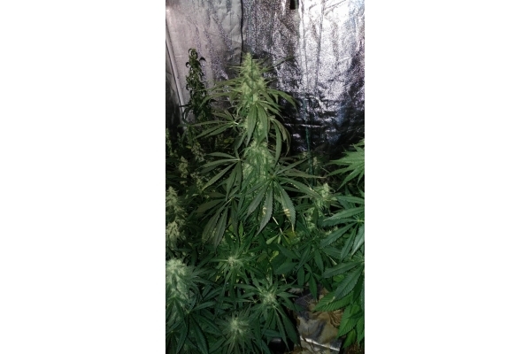 Sour Diesel (Zamnesia Seeds) feminizada Sour Diesel (Zamnesia Seeds) feminizada