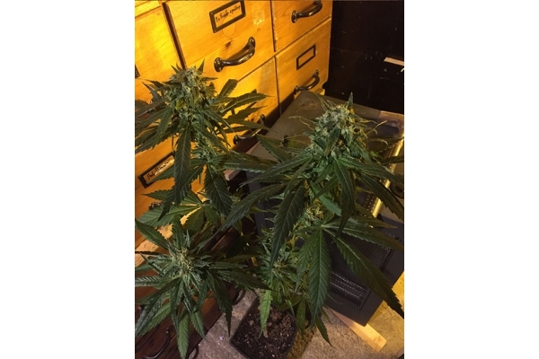 Sour Diesel (Zamnesia Seeds) feminizada Sour Diesel (Zamnesia Seeds) feminizada