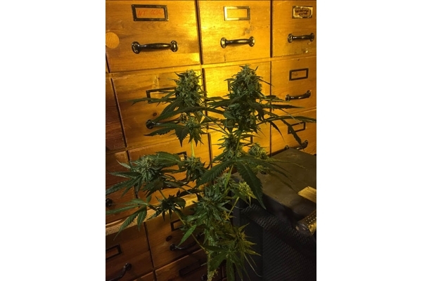Sour Diesel (Zamnesia Seeds) feminizada Sour Diesel (Zamnesia Seeds) feminizada