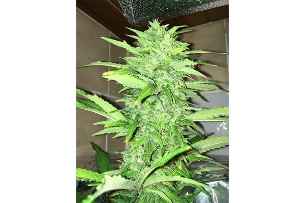 Sour Diesel (Zamnesia Seeds) feminizada Sour Diesel (Zamnesia Seeds) feminizada