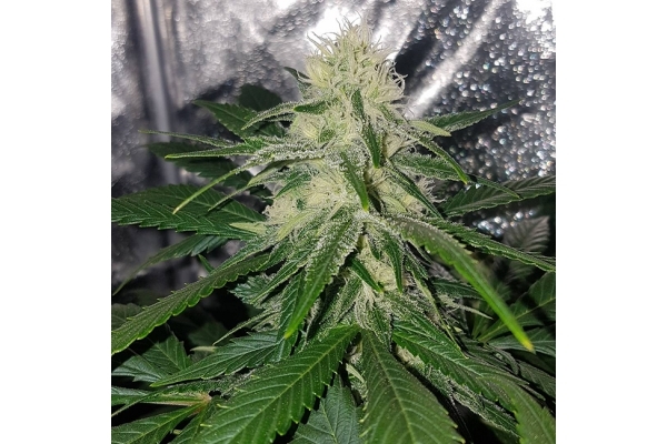 Choco Haze (Zamnesia Seeds) feminizada