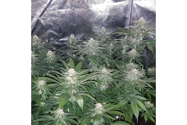 Choco Haze (Zamnesia Seeds) feminizada