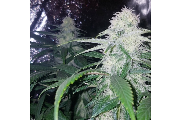 Choco Haze (Zamnesia Seeds) feminizada
