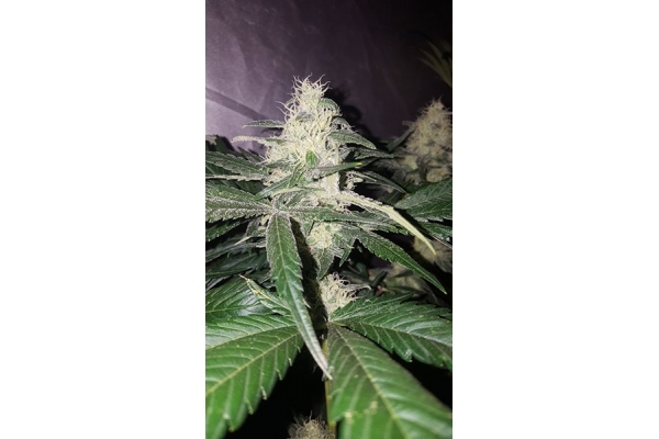 Choco Haze (Zamnesia Seeds) feminizada