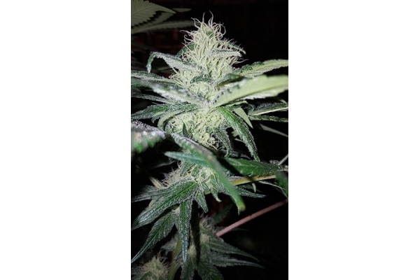 Choco Haze (Zamnesia Seeds) feminizada