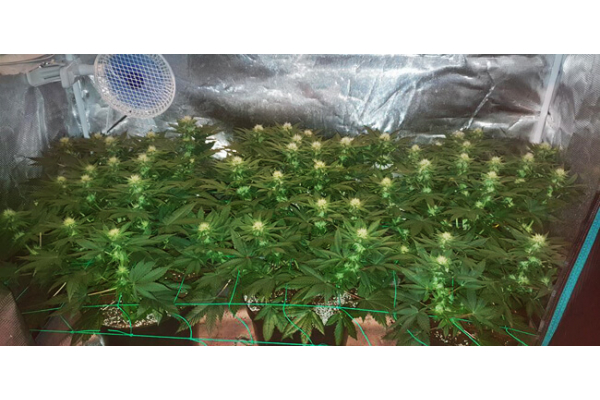 Choco Haze (Zamnesia Seeds) feminizada