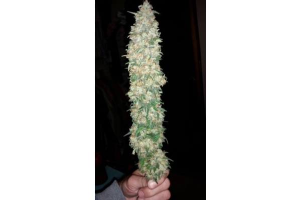 Classic Skunk (Zamnesia Seeds) feminizada Classic Skunk (Zamnesia Seeds) feminizada