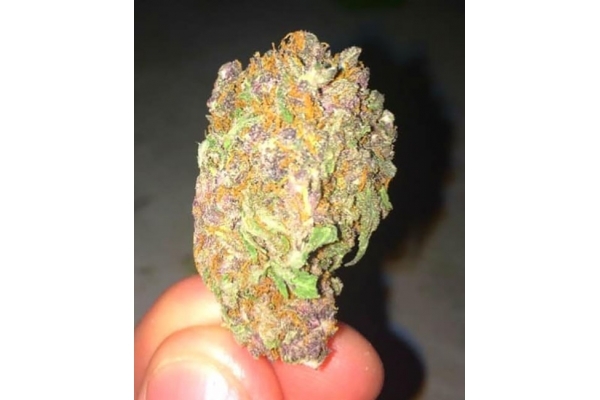 Blueberry Autoflorescente (Zamnesia Seeds) feminizada