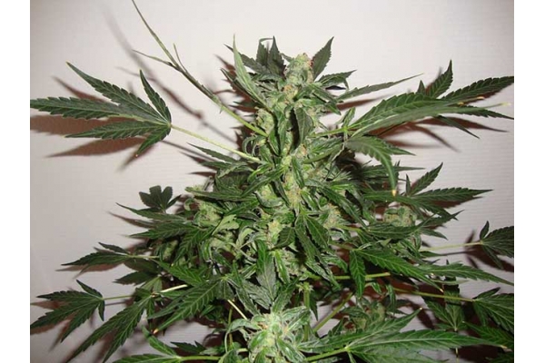 Critical Autoflower (Zamnesia Seeds) feminizada