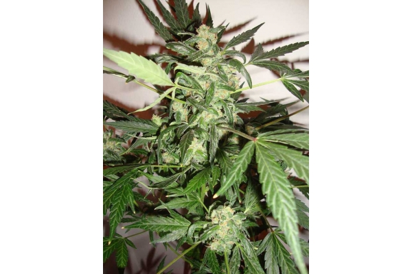 Critical Autoflower (Zamnesia Seeds) feminizada