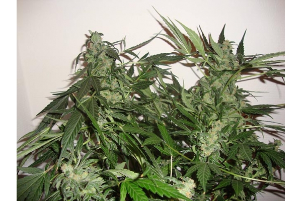Critical Autoflower (Zamnesia Seeds) feminizada