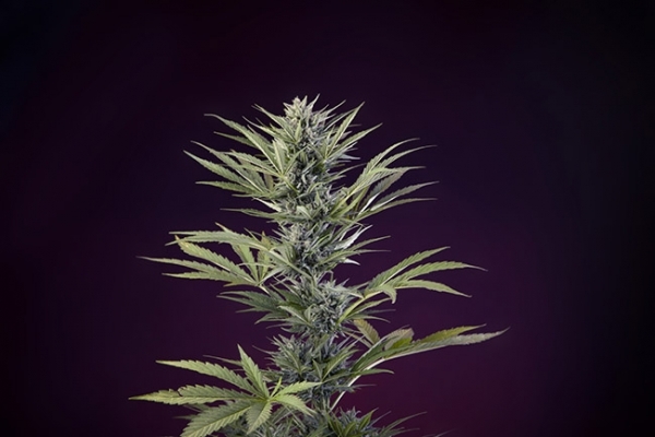 Sticky Beast Autoflower (Zamnesia Seeds) feminizada