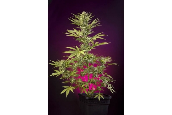 Sticky Beast Autoflower (Zamnesia Seeds) feminizada