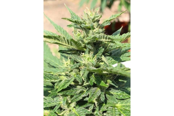 Sticky Beast Autoflower (Zamnesia Seeds) feminizada