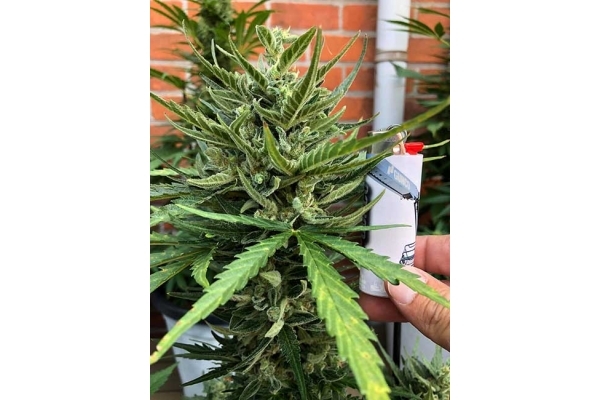 Sticky Beast Autoflower (Zamnesia Seeds) feminizada