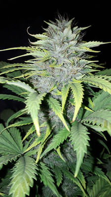 Sticky Beast Autoflower (Zamnesia Seeds) feminizada