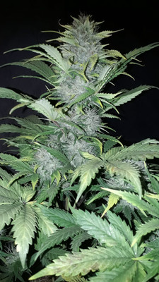 Sticky Beast Autoflower (Zamnesia Seeds) feminizada