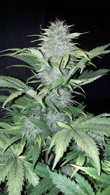 Sticky Beast Autoflower (Zamnesia Seeds) feminizada