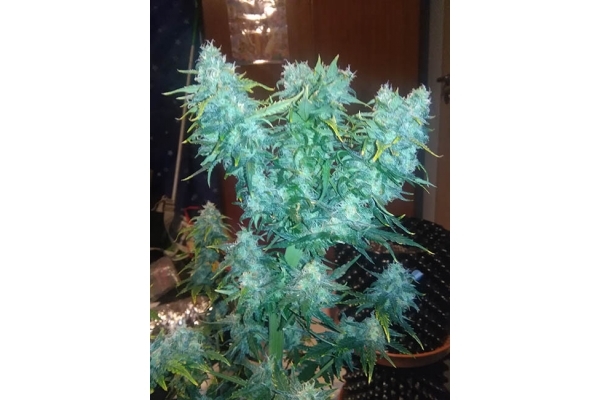 Diesel Autoflower (Zamnesia Seeds) feminizada Diesel Autoflower (Zamnesia Seeds) feminizada