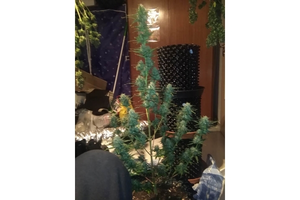 Diesel Autoflower (Zamnesia Seeds) feminizada Diesel Autoflower (Zamnesia Seeds) feminizada