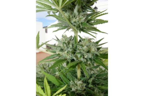 Melon Gum (Dr. Underground) feminizada