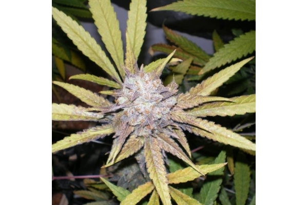 Melon Gum (Dr. Underground) feminizada