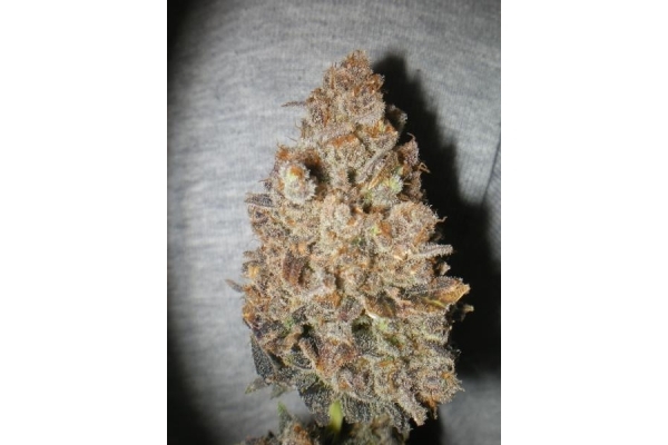 Melon Gum (Dr. Underground) feminizada