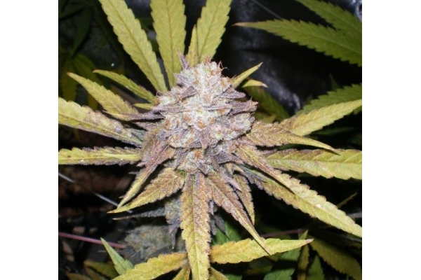 Melon Gum (Dr. Underground) feminizada