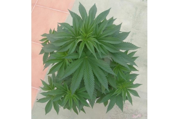 PainKiller (Dr. Underground) feminizada