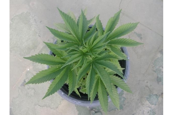 PainKiller (Dr. Underground) feminizada